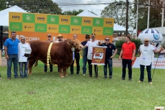 Limousin na Expo Londrina 2019